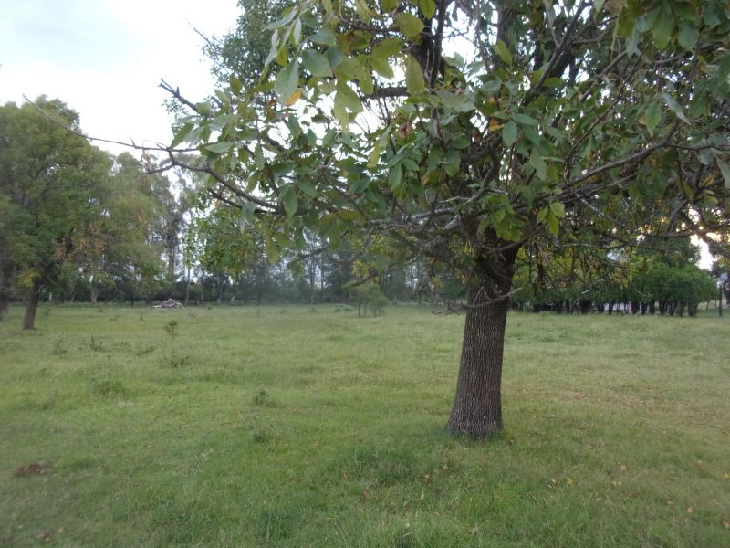 En Venta 250 HAS. CAMPO MIXTO - CORONDA - STA FE - Inmobiliaria Zucco - 6
