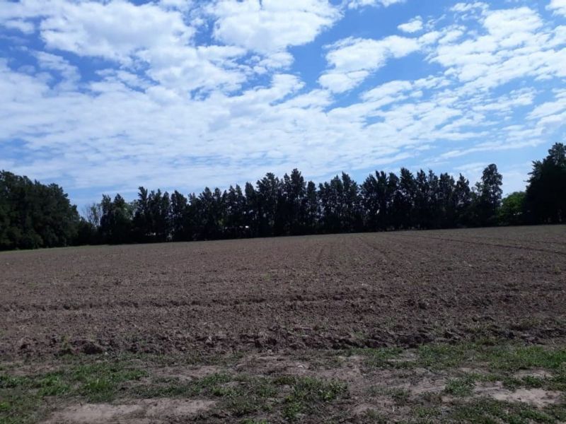 En Venta Establecimiento frutihortícola - Bº Basualdo Coronda - Inmobiliaria Zucco - 2