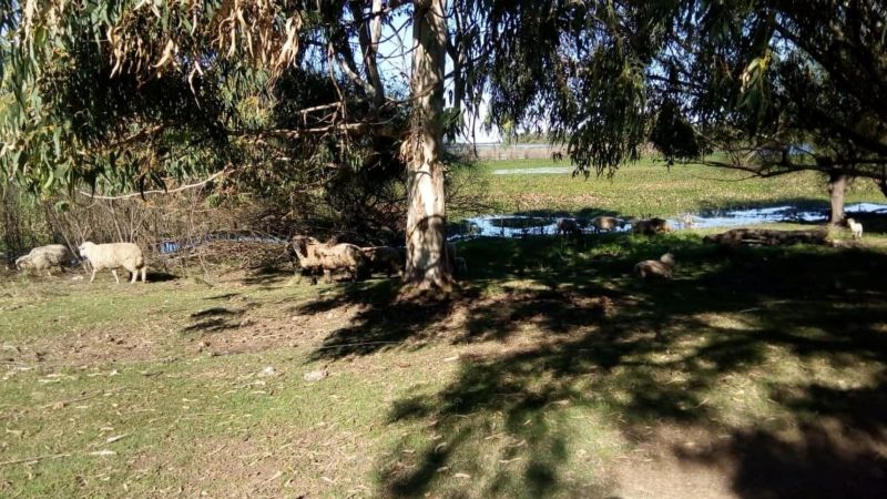 En Venta - Casa quinta con 7 Ha. de terreno - Acceso al Río - Entre Coronda y Desvío Arijón - Inmobiliaria Zucco - 6